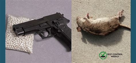 in or near a street. . Is it illegal to shoot animals with a bb gun near